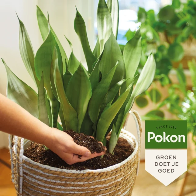 Pokon Bio Turfvrije Kamerplanten Potgrond 10L
