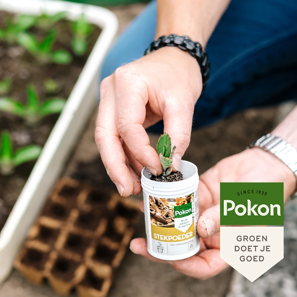 Pokon Stekpoeder 25 gram