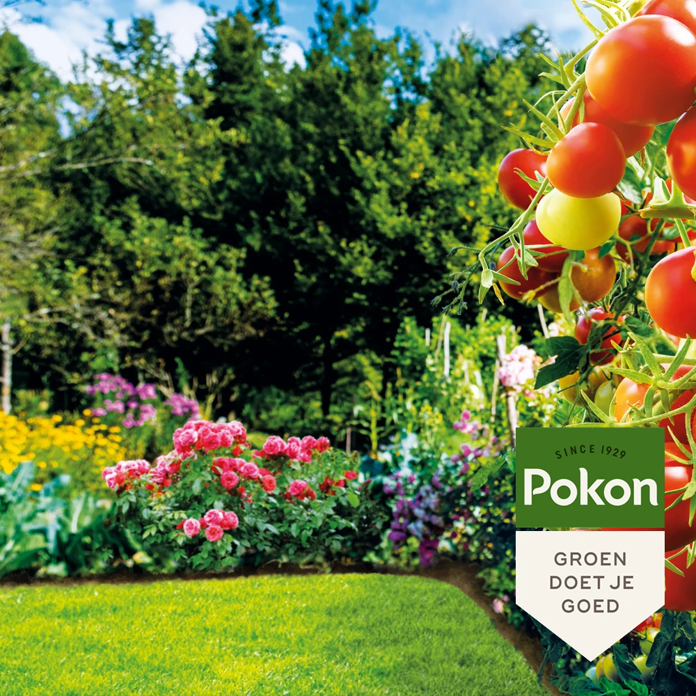 Pokon Bio Lavameel 1,75kg