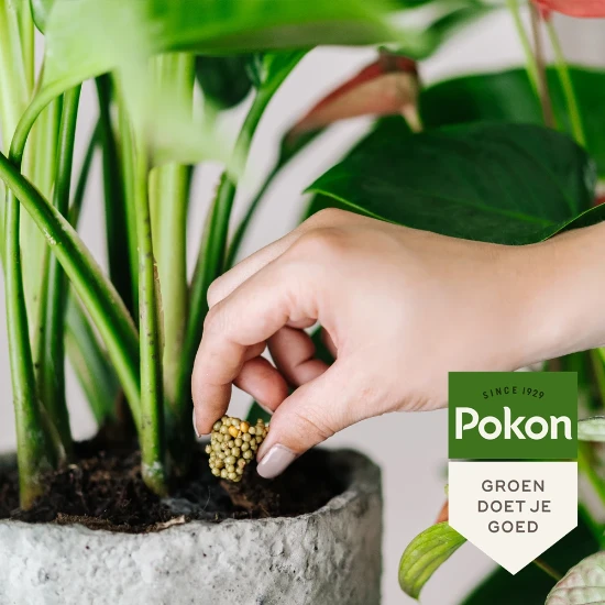 Pokon Kamerplanten Voedingskegels (10 stuks)