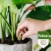 Pokon Kamerplanten Voedingskegels (10 stuks)