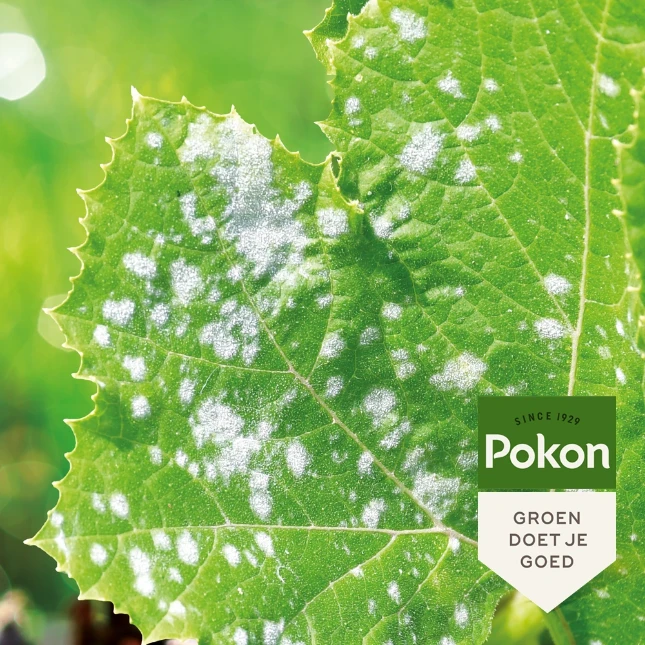 Pokon Bio Tegen Schimmels Spray 800ml