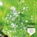Pokon Bio Tegen Schimmels Spray 800ml