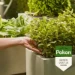 Pokon Groene Planten Voedingskorrels 800 gram