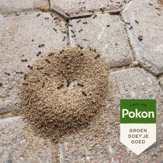 Pokon Tegen Mieren poeder 250 gram