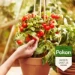 Pokon Bio Moestuin Mest 1kg