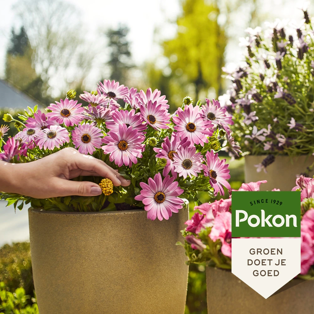 Pokon Terras & Balkon Planten Voedingskegels (40 stuks)