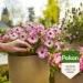 Pokon Terras & Balkon Planten Voedingskegels (40 stuks)