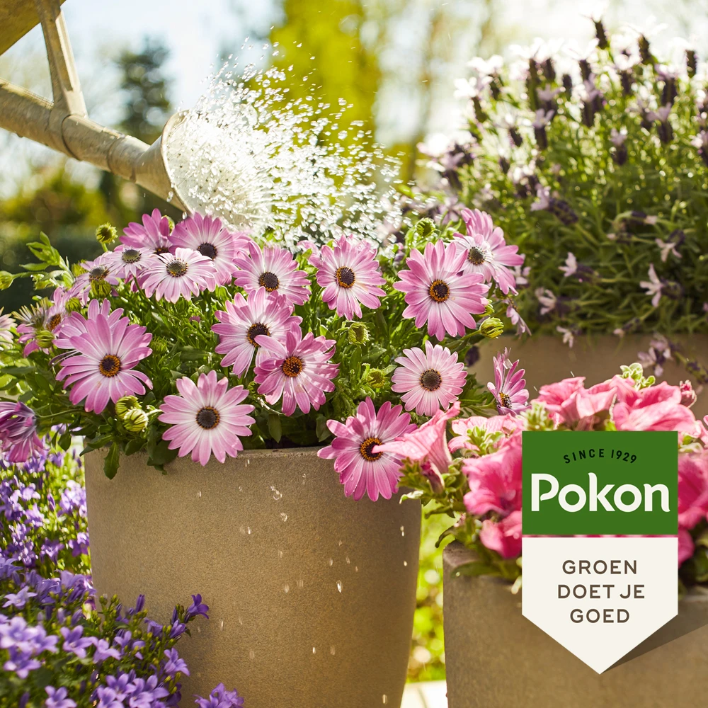 Pokon Terras & Balkon Planten Voeding 1000ml