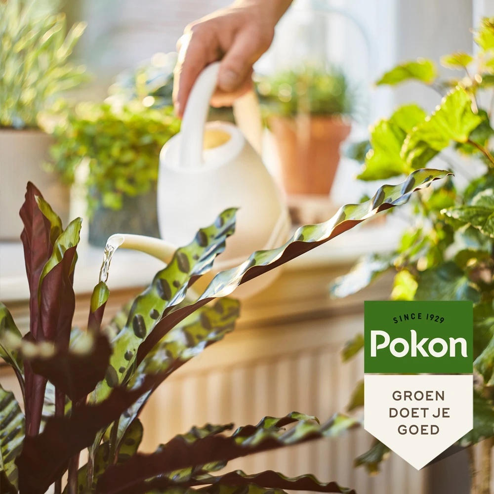 Pokon Bio Kamerplanten Voeding 1000ml