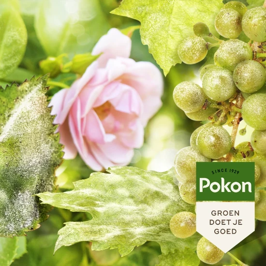 Pokon Tegen Schimmels 180gr (3x60gr spuitzwavel)