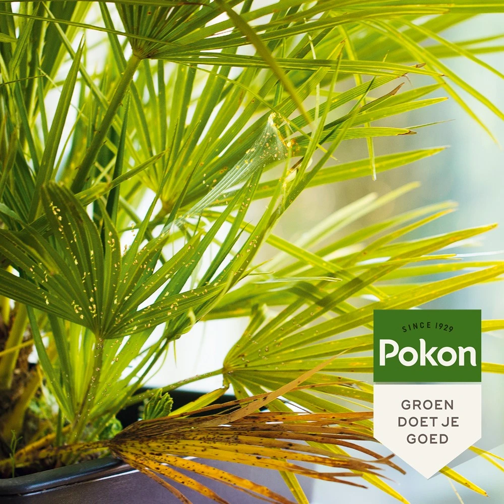 Pokon Bio Tegen Hardnekkige Insecten Concentraat 175ml