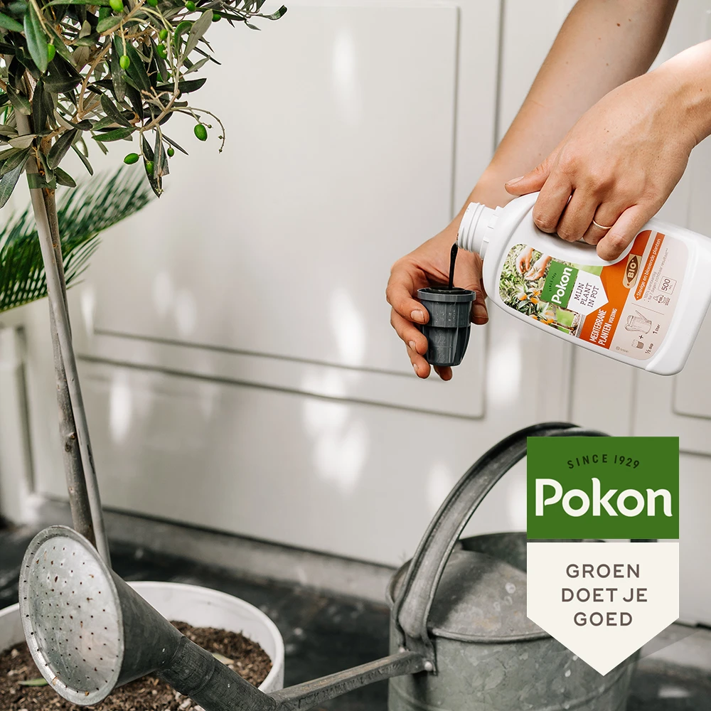 Pokon Bio Mediterrane Planten Voeding 500ml