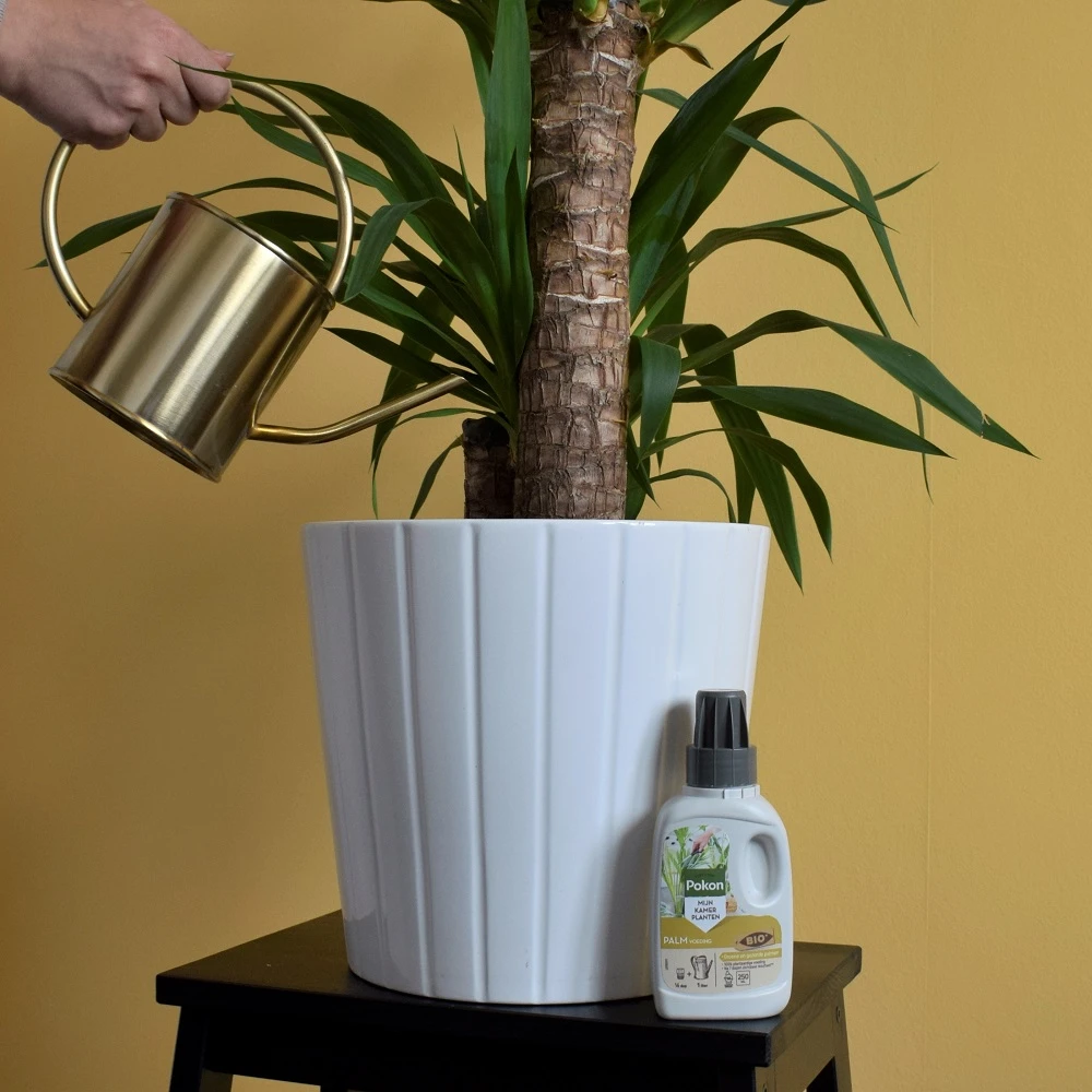 Pokon Bio Palm Voeding 250ml