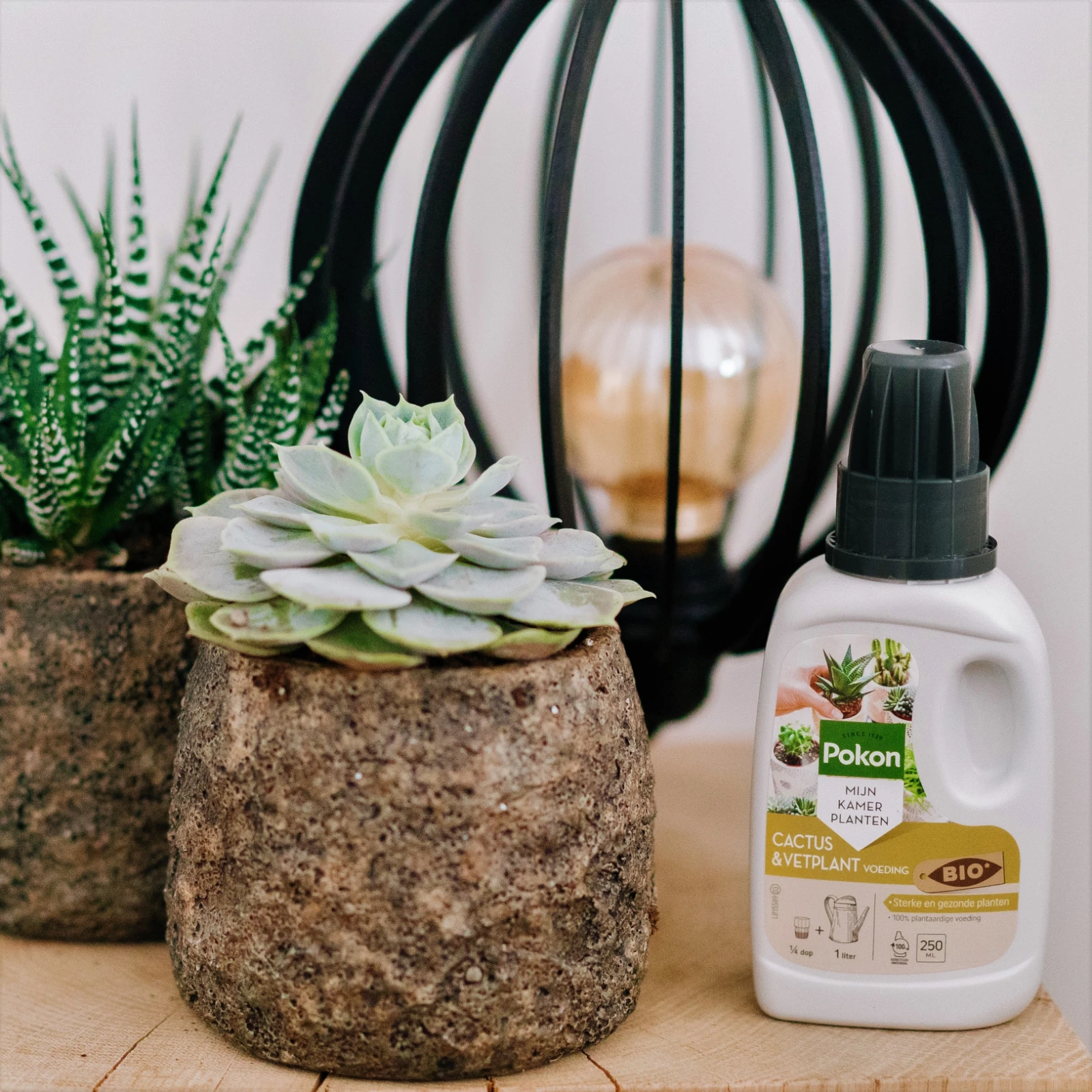 Pokon Bio Cactus & Vetplant Voeding 250ml