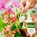 Pokon Bio Orchidee Voeding 250ml