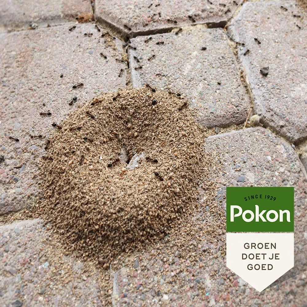 Pokon Tegen Mieren lokdoos (2 stuks)