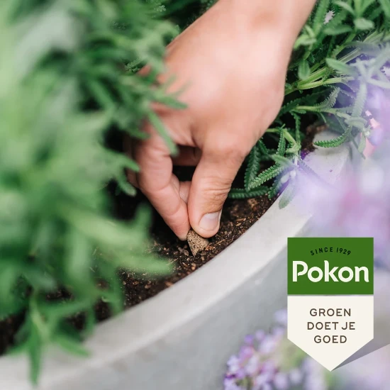 Pokon Bio Terras & Balkon Plant Voedingskegels 15