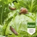 Pokon Bio Tegen Slakken korrels 225 gram