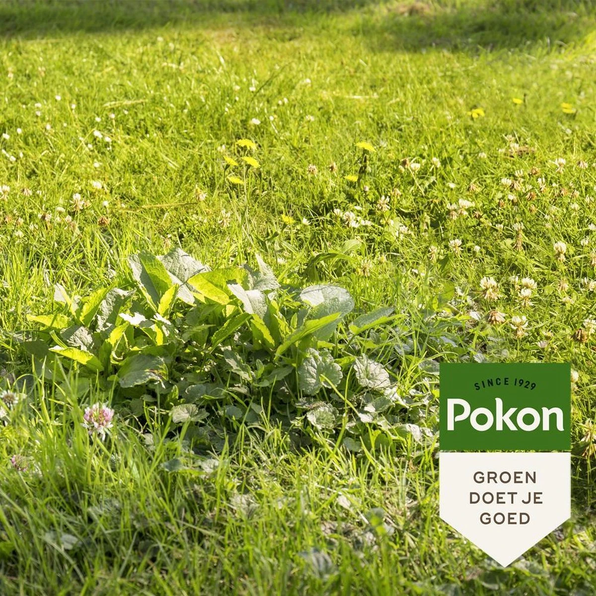 Pokon Onkruid Weg 250 m² 5000 gram (2-in-1)