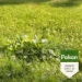 Pokon Onkruid Weg 250 m² 5000 gram (2-in-1)