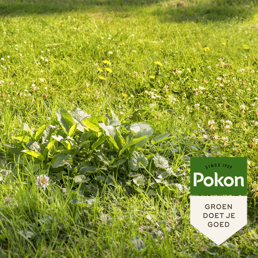 Pokon Onkruid Weg! 40 m² 800 gram (2-in-1)