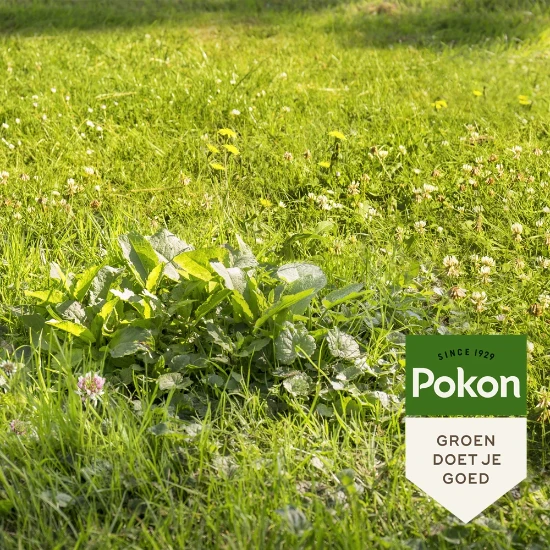 Pokon Onkruid Weg! 40 m² 800 gram (2-in-1)
