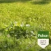 Pokon Onkruid Weg! 40 m² 800 gram (2-in-1)