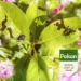 Pokon Bio Tegen Insecten en Kevers 20L