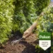 Pokon Conifeer & Taxus Mest 2,5kg