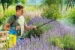 Gloria Drukspuit Hobby Exclusiv - 5L