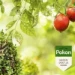 Pokon Tegen Hardnekkige Insecten Concentraat 250ml