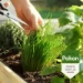 Pokon Bio Kruiden Mest 1kg