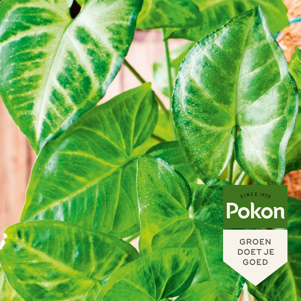Pokon Bladglans 250ml