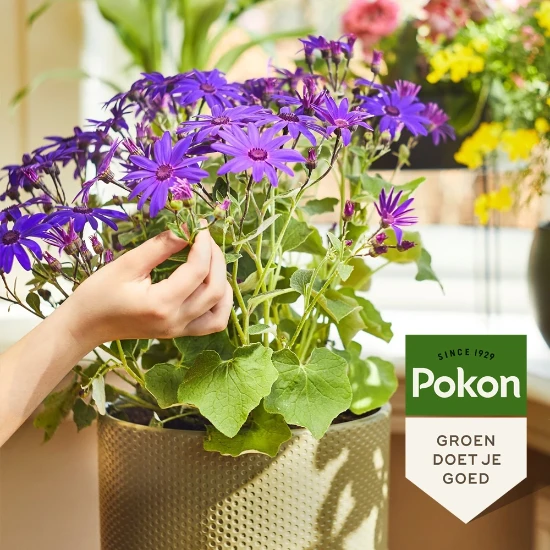 Pokon Bio Bloeiende Planten Voeding 500ml