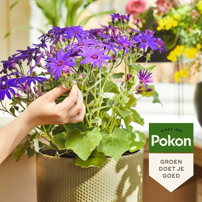 Pokon Bio Bloeiende Planten Voeding 500ml