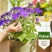 Pokon Bio Bloeiende Planten Voeding 500ml