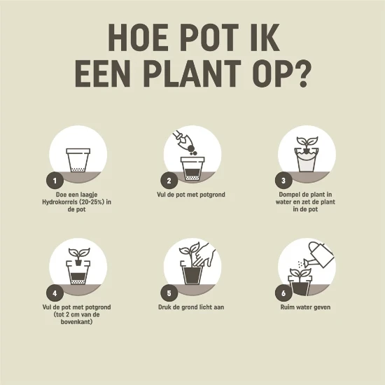Pokon Potgrond Anthurium 5L