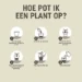 Pokon Potgrond Anthurium 5L