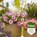 Pokon Terras & Balkon Plant Wateroplosbaar 500 gram