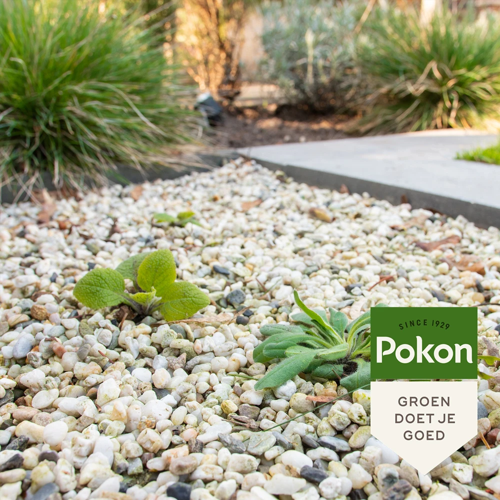 Pokon Tegen Onkruid Concentraat 450ml