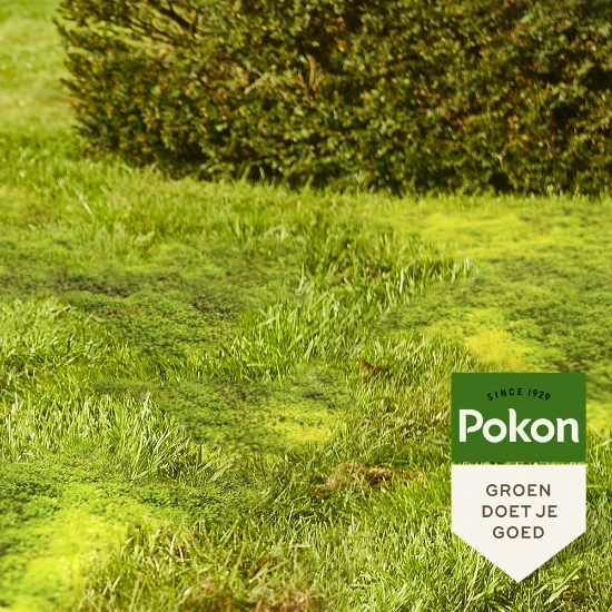 Pokon Mos Weg! 150 m² 5250 gram (2-in-1)