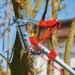 WOLF-Garten Boomschaar Vario met aambeeld RC-VM