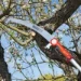 WOLF-Garten Takkenzaag Powercut Saw PRO 370