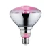Paulmann LED-reflector Groeilicht 6,5W 230V