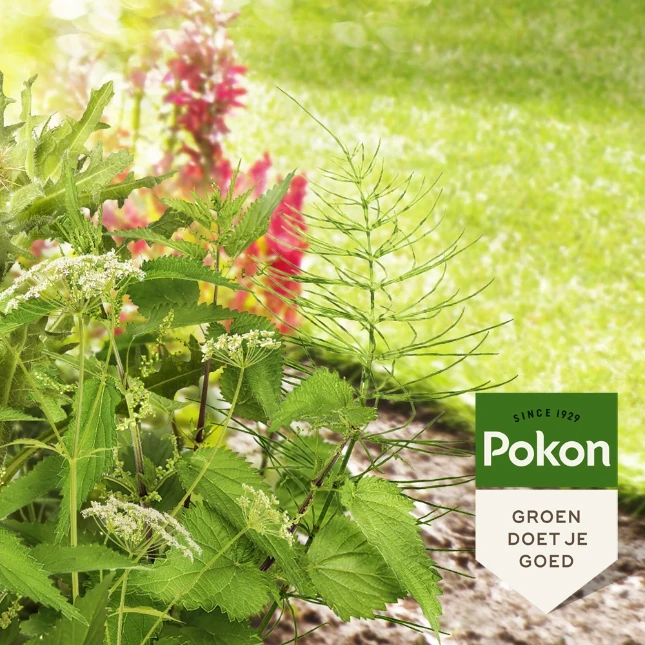 Pokon Tegen Hardnekkig Onkruid Concentraat 100ml