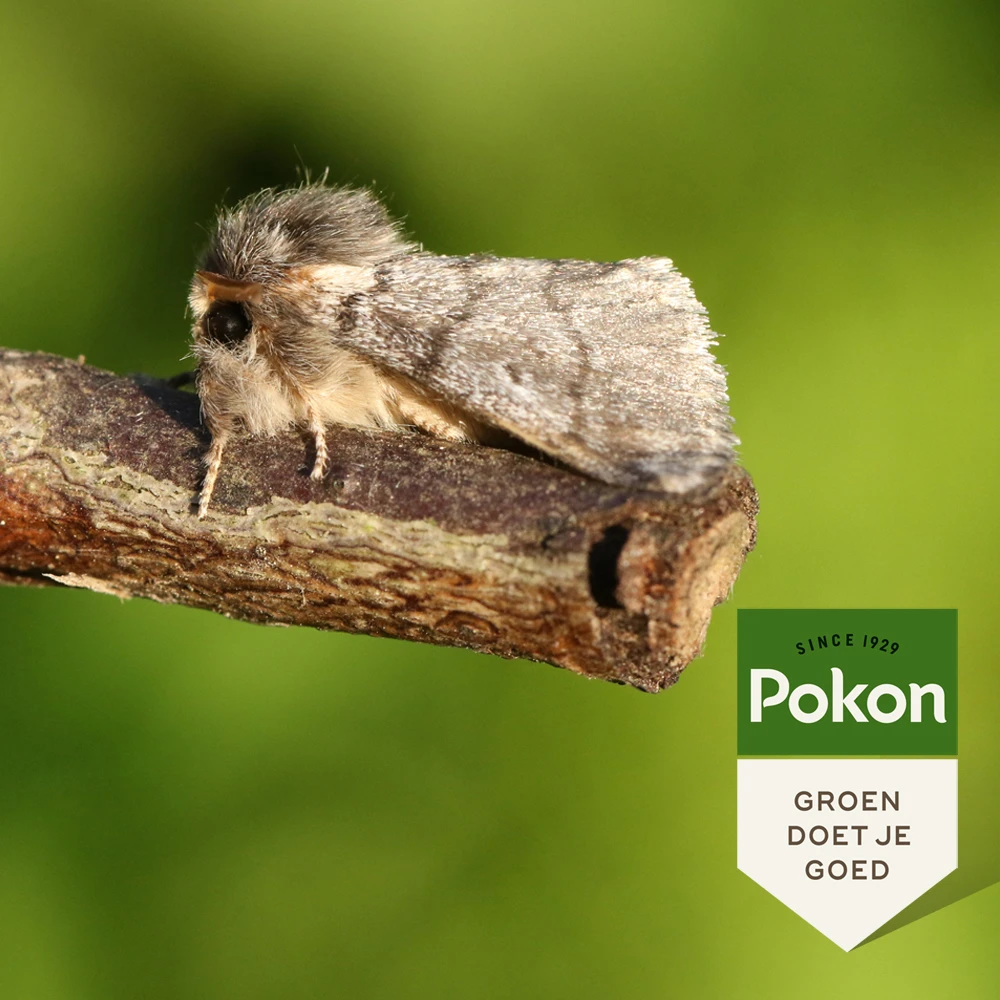 Pokon Eikenprocessiemotval