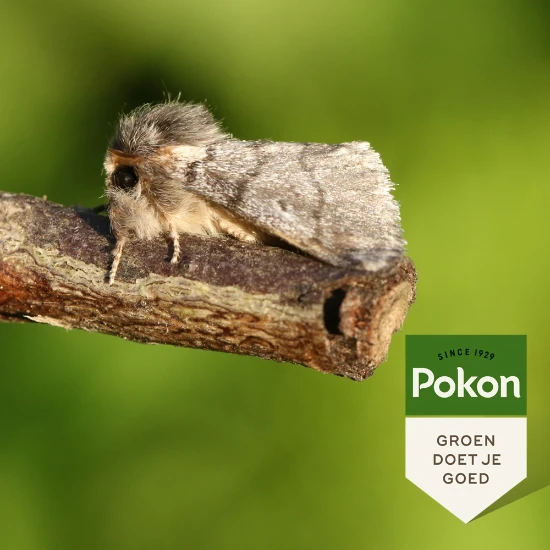 Pokon Eikenprocessiemotval