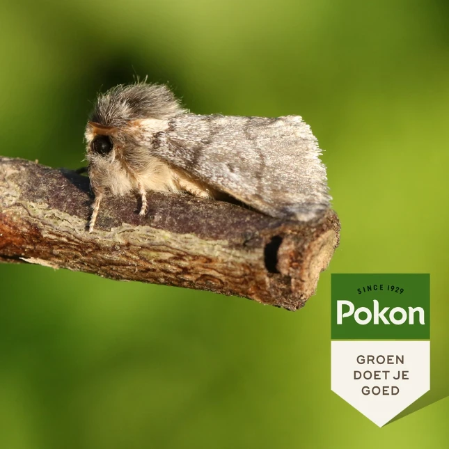 Pokon Eikenprocessiemotval