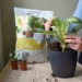 Pokon Kamerplanten Potgrond 20L